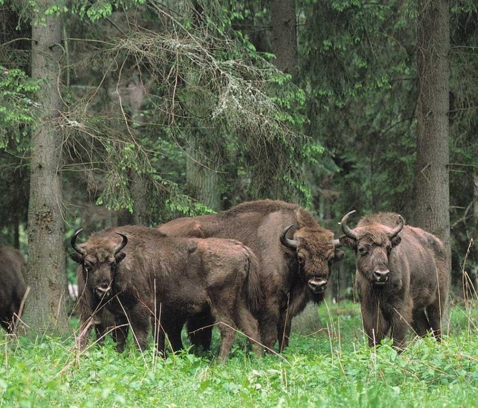 Национальный парк Белоруссии Беловежская пуща