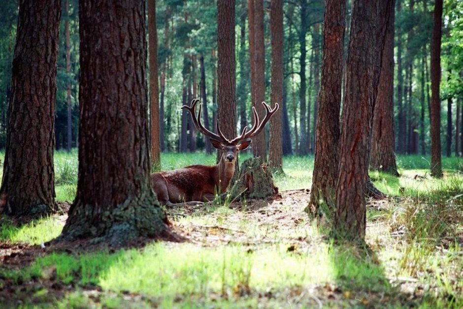 Белоруссия парк Беловежская пуща