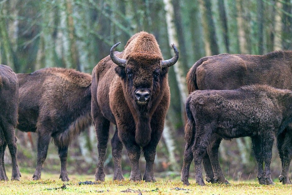 Белоруссия Беловежская пуща ЗУБР