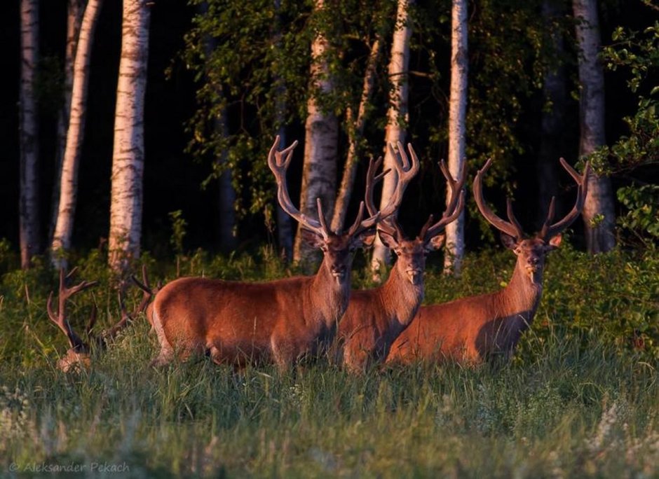 Беловежская пуща зубры