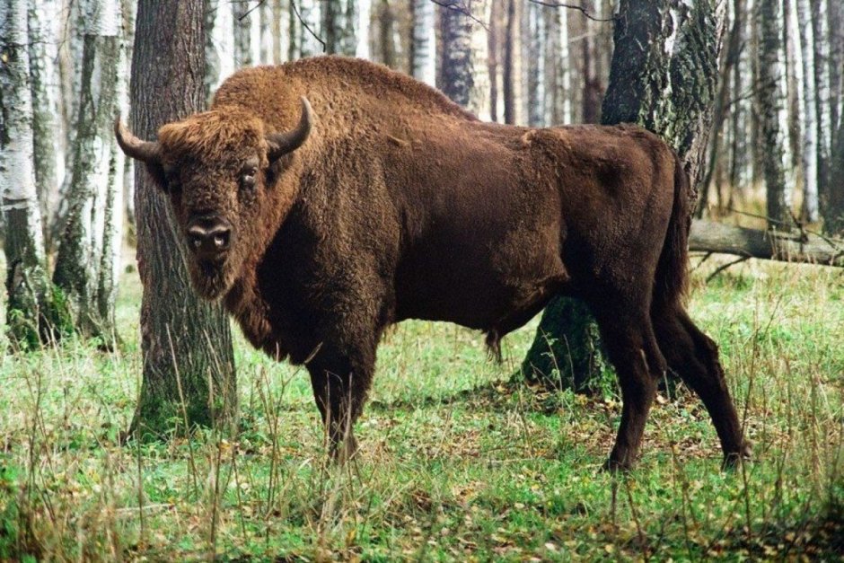 Животный мир Беларуси