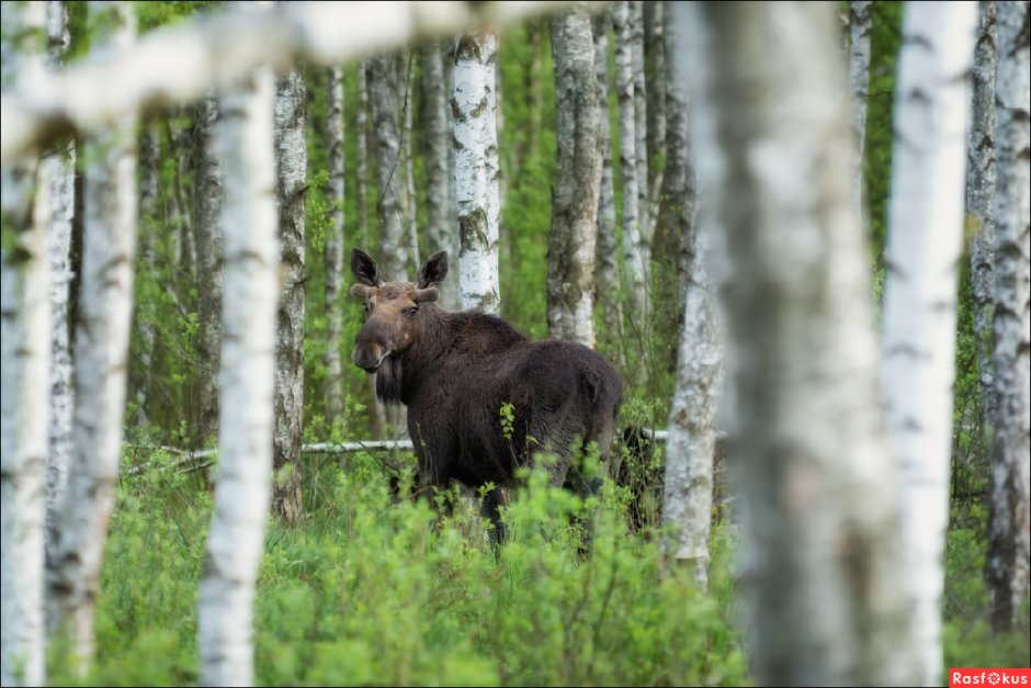 Орловское Полесье Бизон