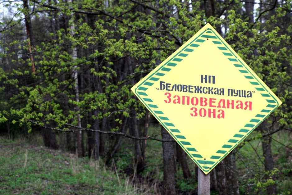 Белый Орикс Беловежская пуща