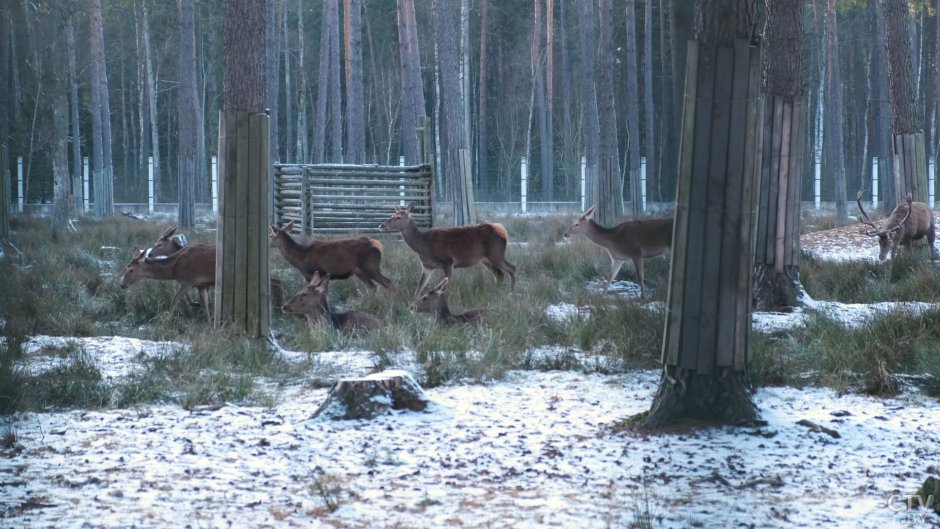 Белоруссия заповедник Беловежская пуща