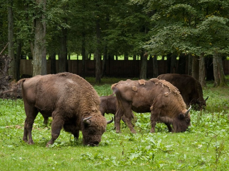 ЗУБР Bison bonasus