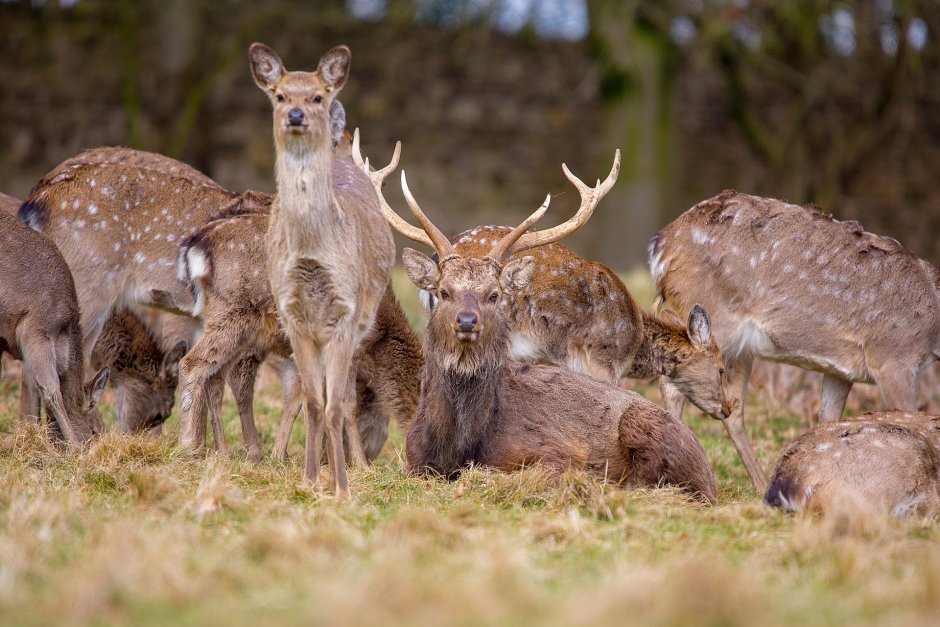 ЗУБР государственный парк Беловежская пуща