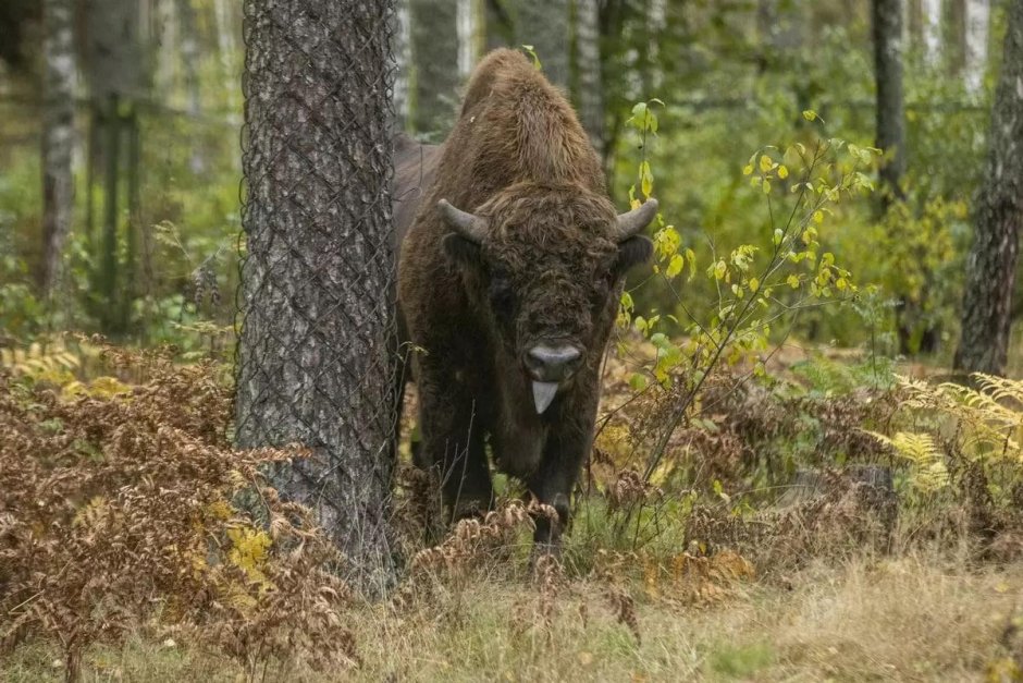 Белоруссия заповедник Беловежская пуща