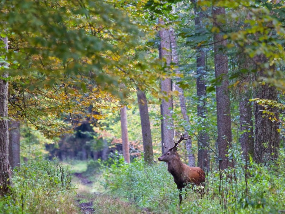 Беловежская пуща Флора