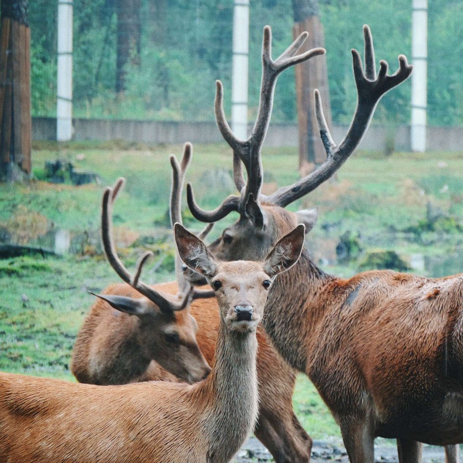 Беловежская пуща Гродненская область