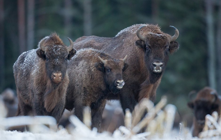 Парнокопытное животное символ парка Беловежская пуща