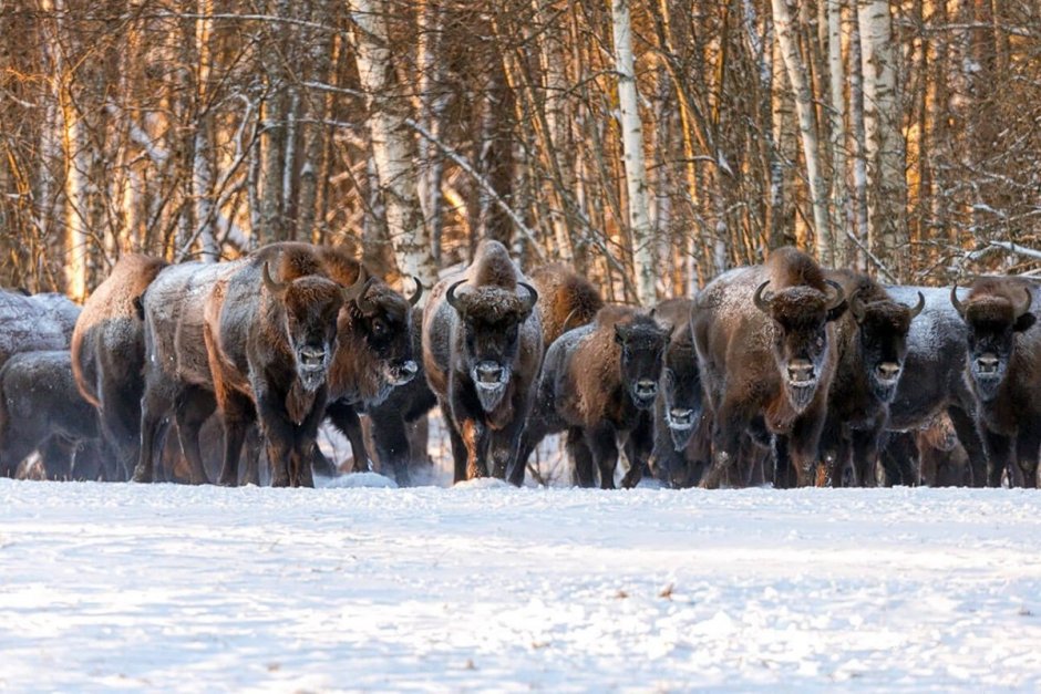 Беловежская пуща зубры