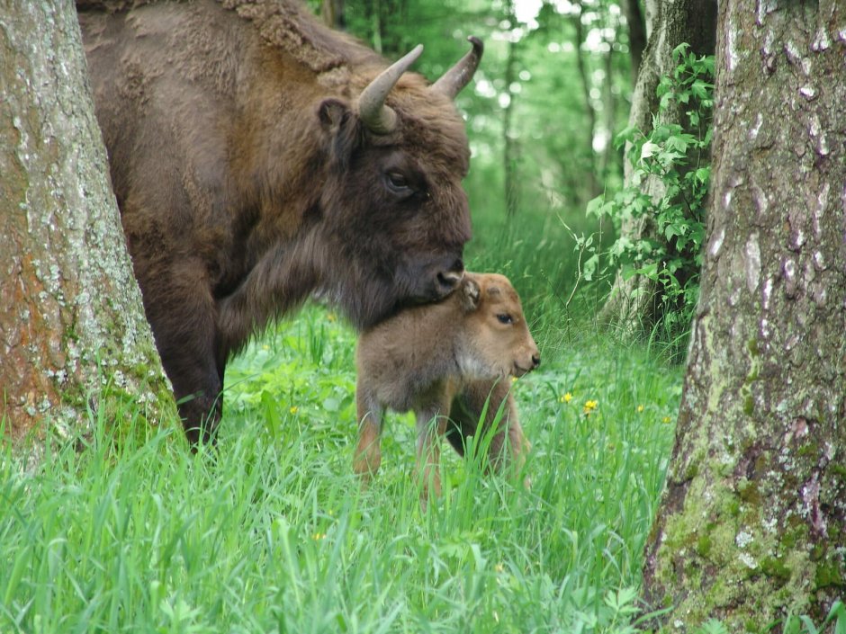 Семья оленей сектор