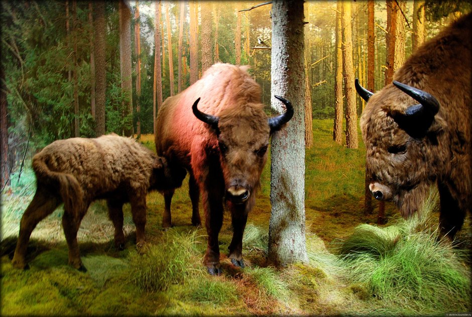 Беловежская пуща зубры