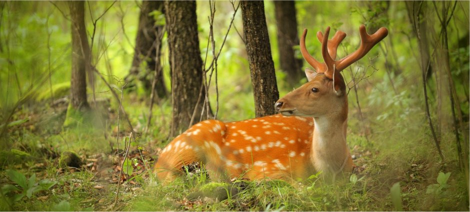 Заповедники и национальные парки Белоруссии