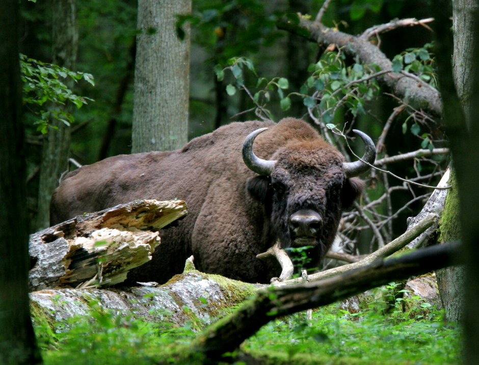 Беловежская пуща медведи