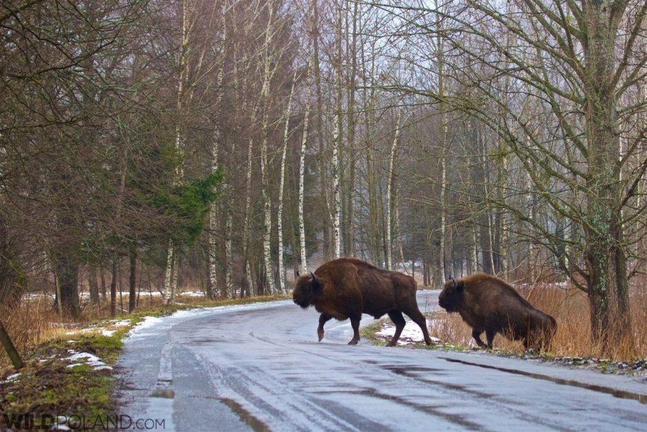 Уссурийский пятнистый олень ареал