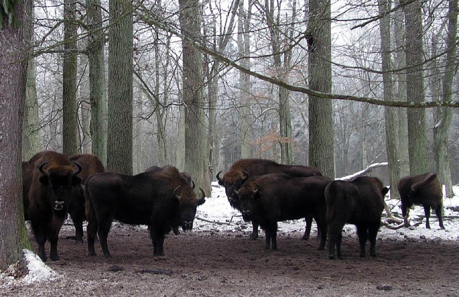 Беловежская пуща зубры