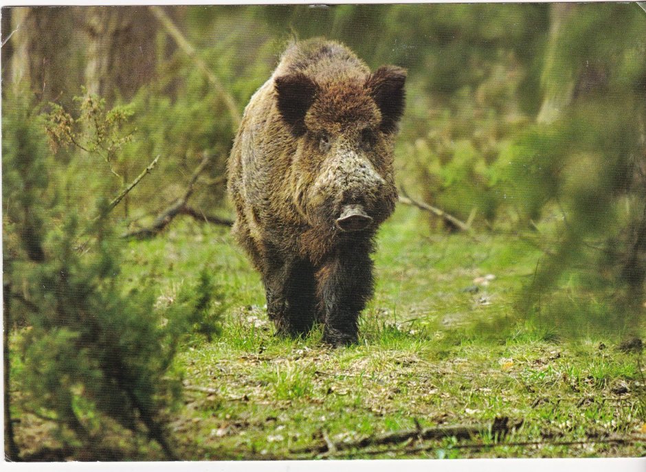 Биосферный Приокско-Террасный заповедник бизоны