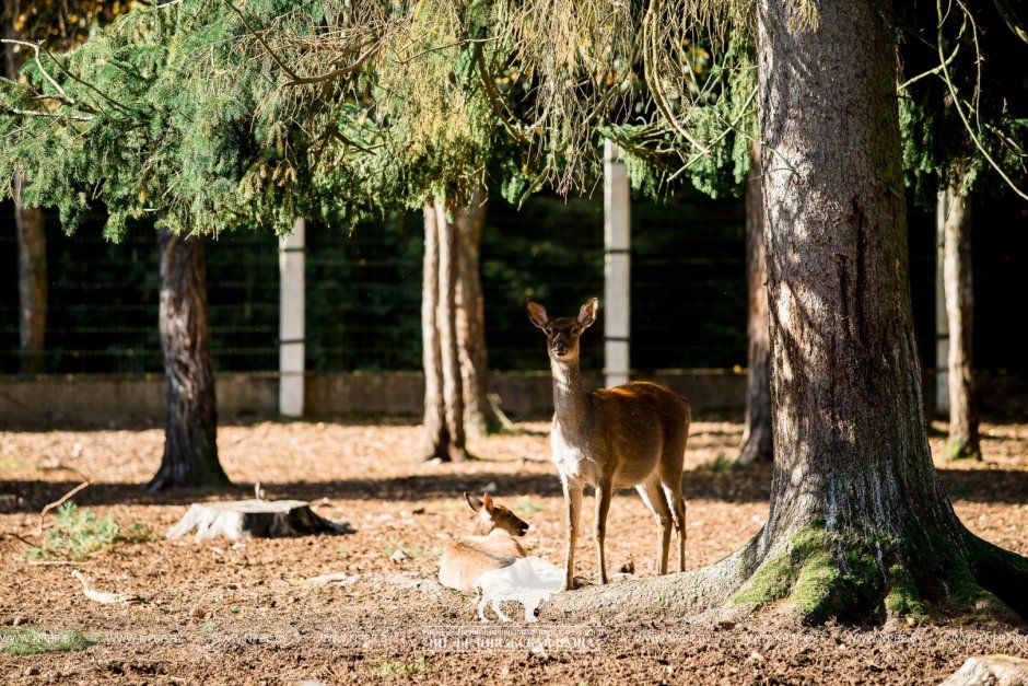 Беловежская пуща зубры