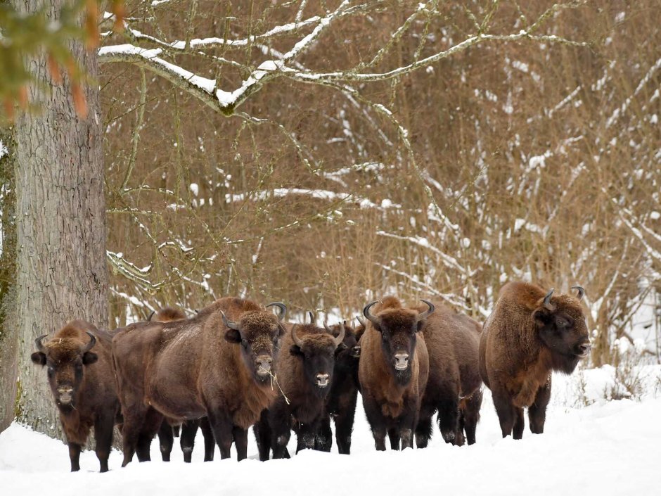 Национальный парк Беловежская пуща Беларусь
