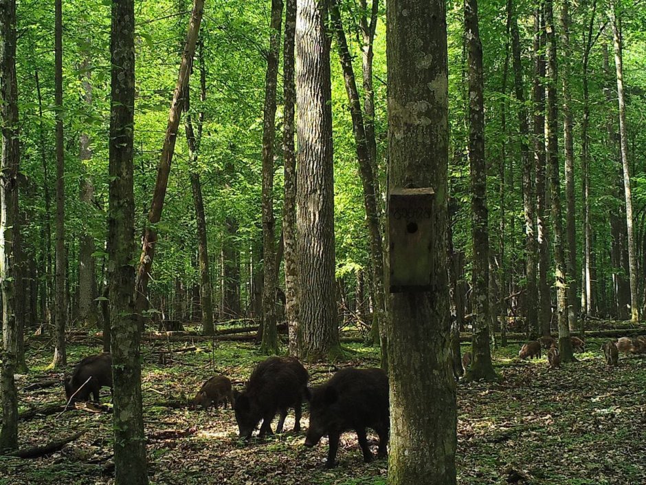 Беловежская пуща коллаж