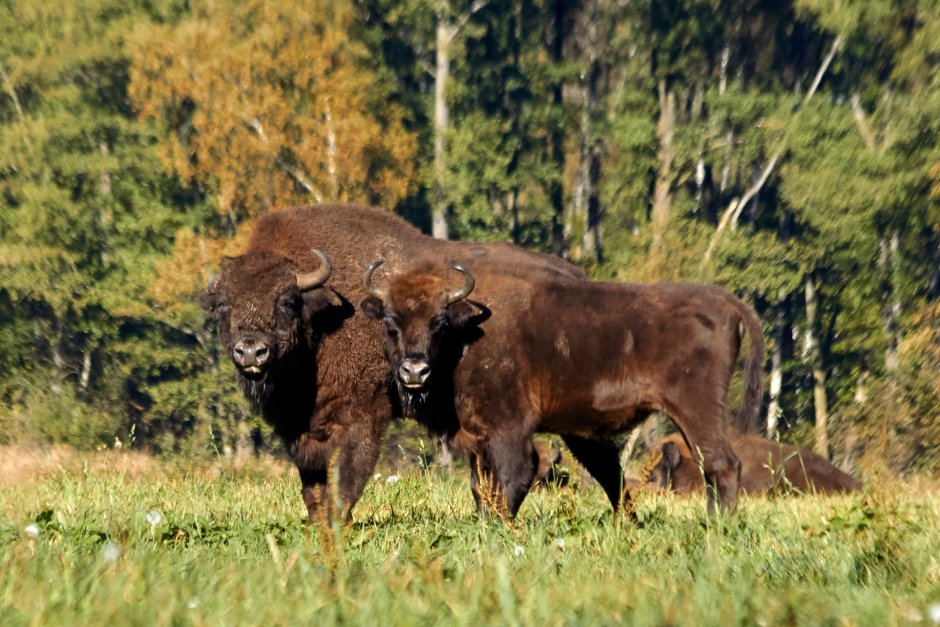 Беловежская пуща зубры