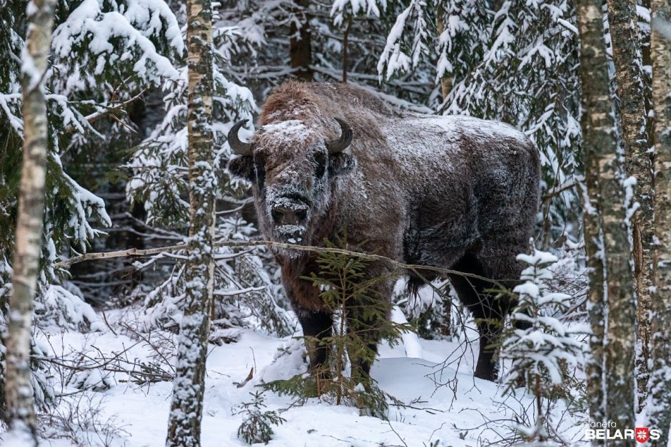 ЗУБР памятник Беловежская пуща
