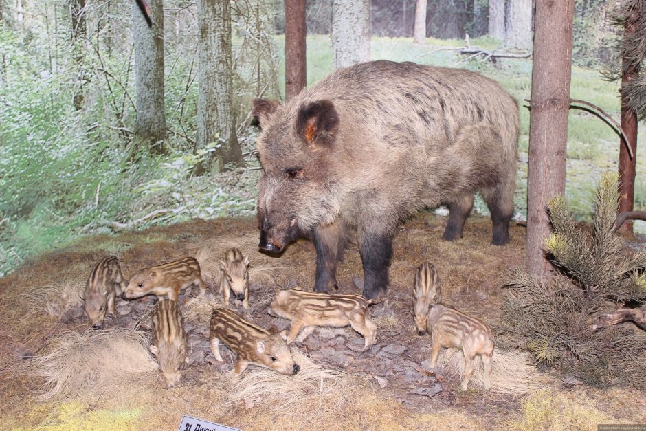Беловежская пуща животные