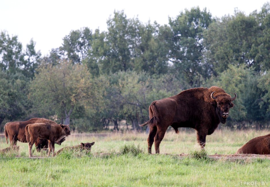 Беловежская пуща заповедник деревья