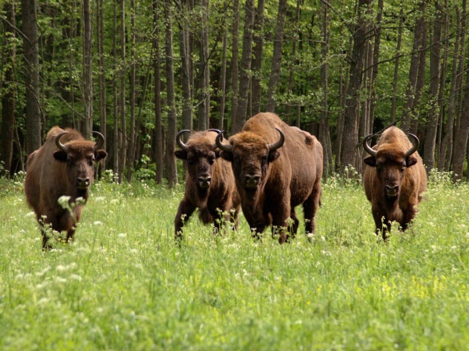 Беловежская пуща / Беловежская пуща