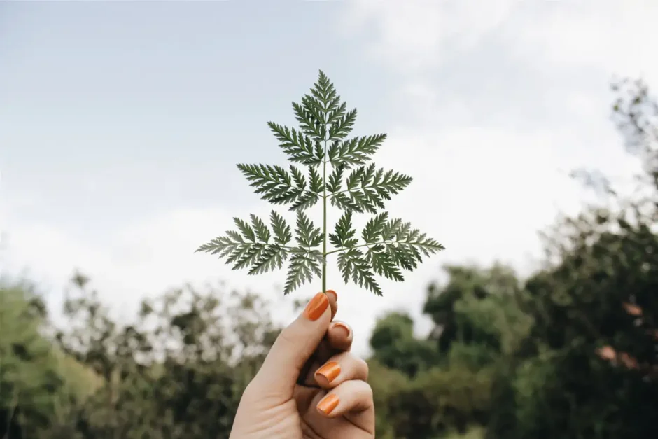 Взрослый мужчина с растением