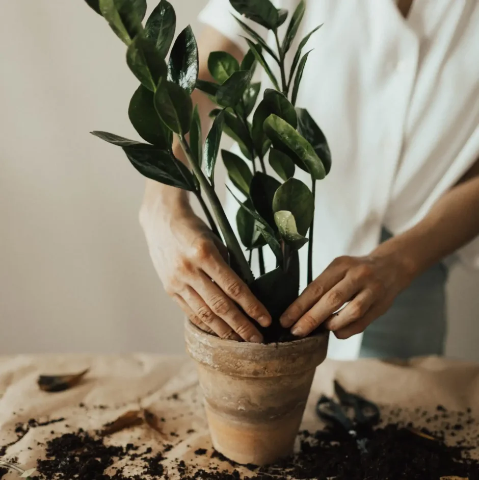 Эстетики с растениями