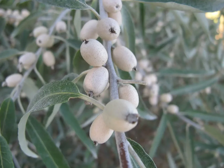 Лох узколистный (Дикая маслина)