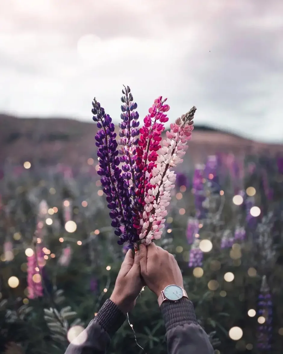 Цветы Эстетика Пинтерест