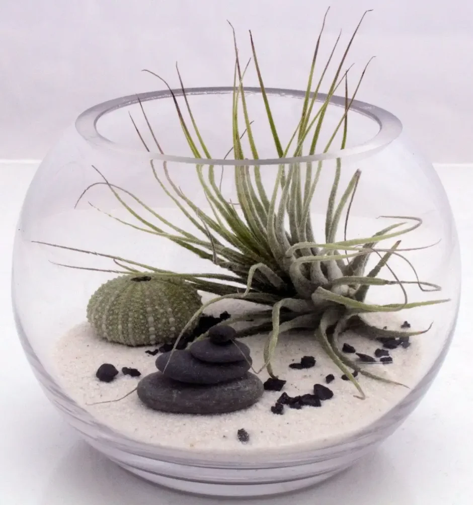 Суккулент Тилландсия