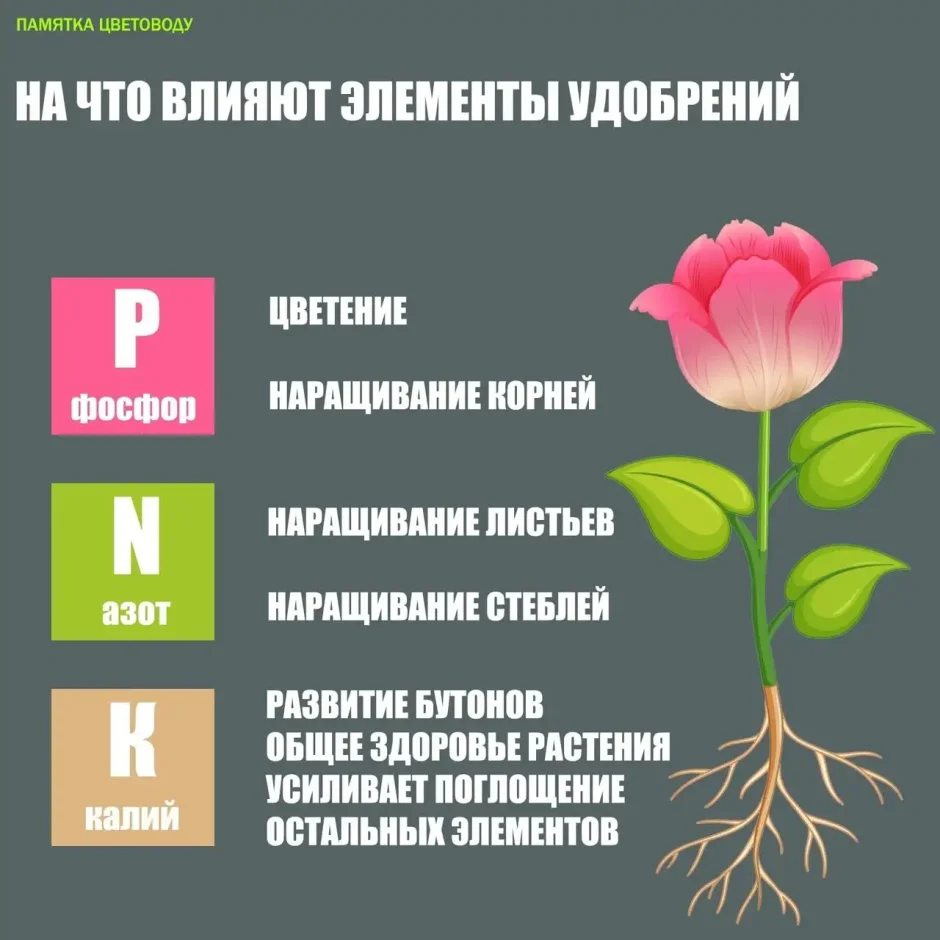 Памятка цветовода