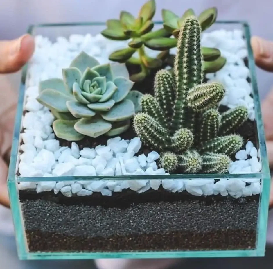 Летние цветы для Инстаграмм