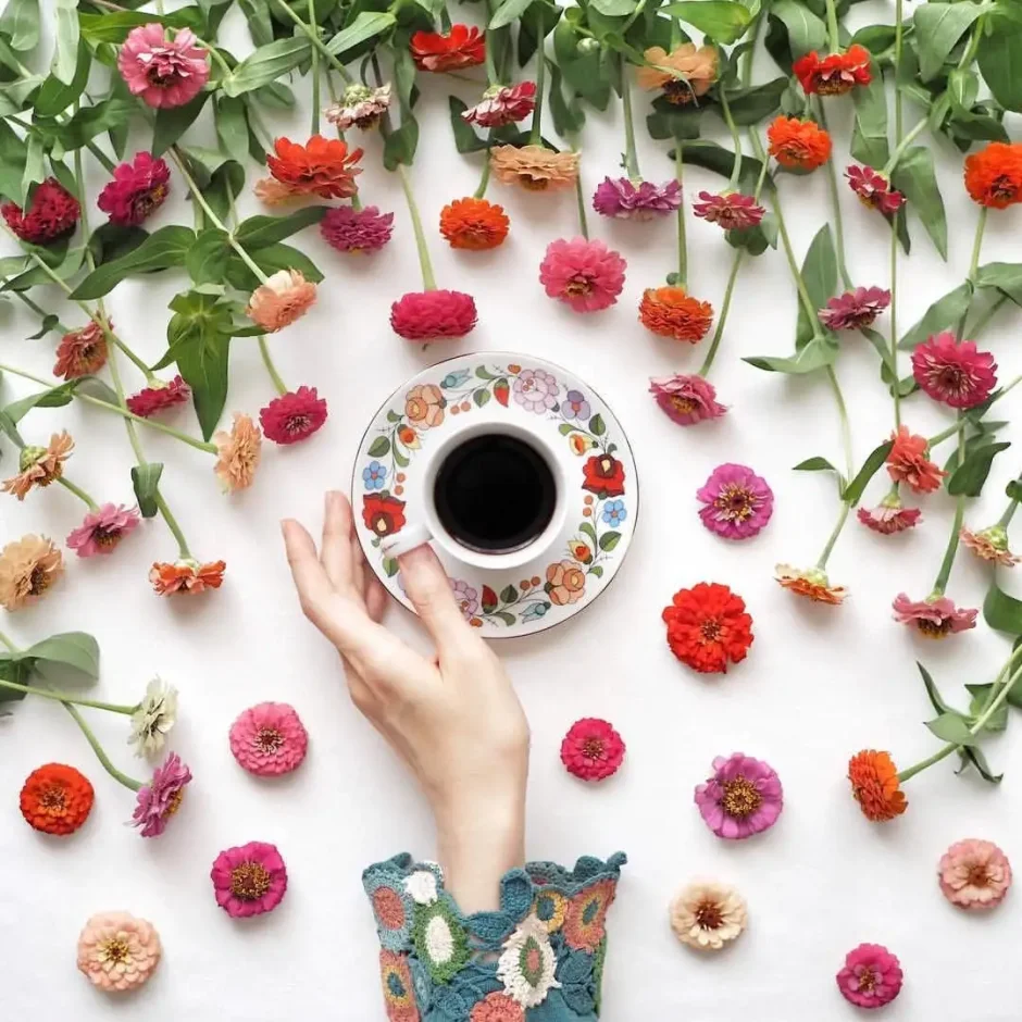 Воздушное растение Тилландсия