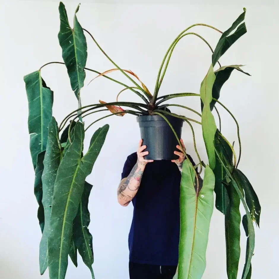 Идеи для вдохновения