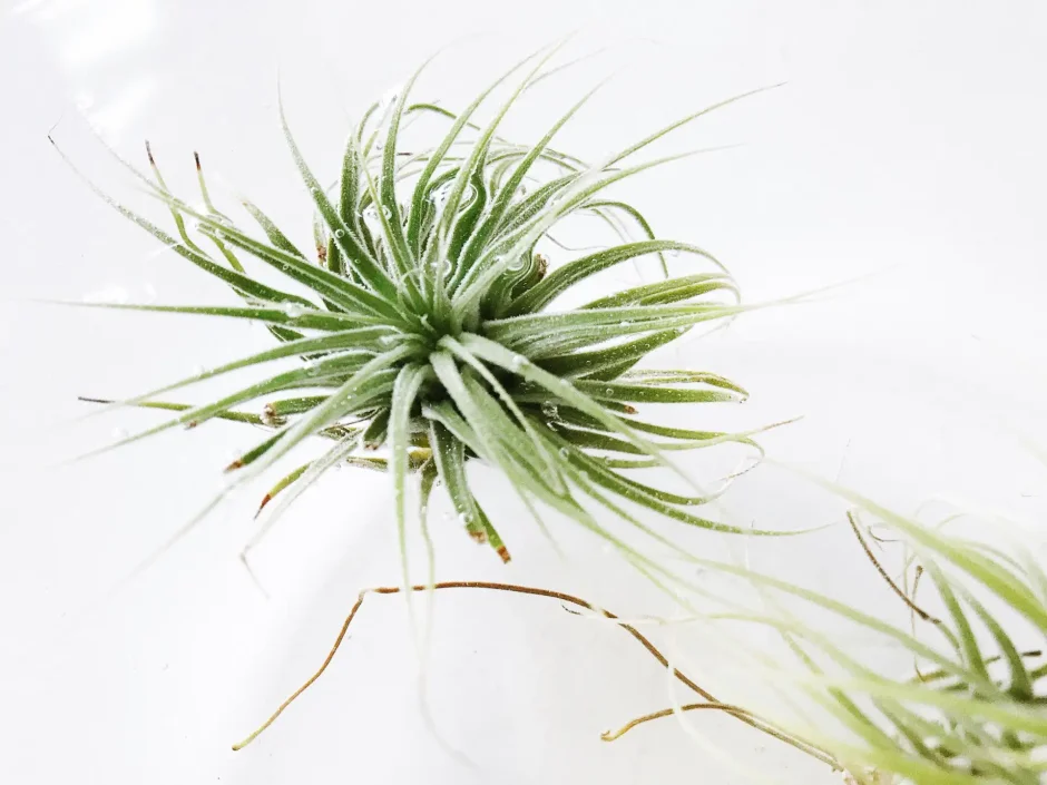 Кактусы и Суккуленты категории 1