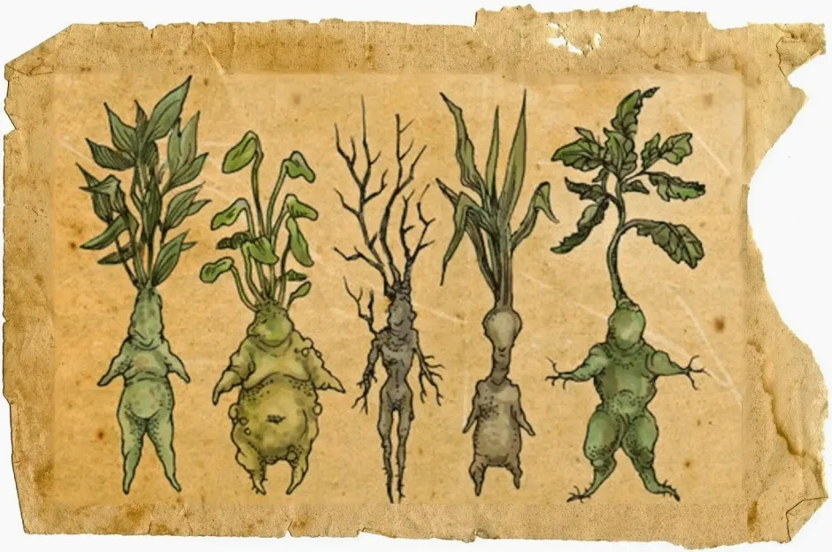 Корень Мандрагоры Гарри Поттер