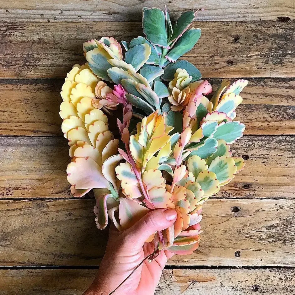 Вдохновение в цветах