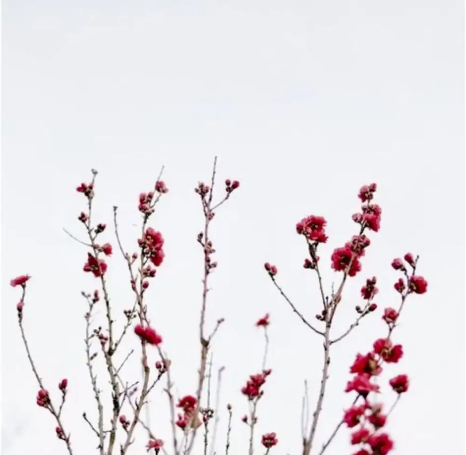 Ава с цветами