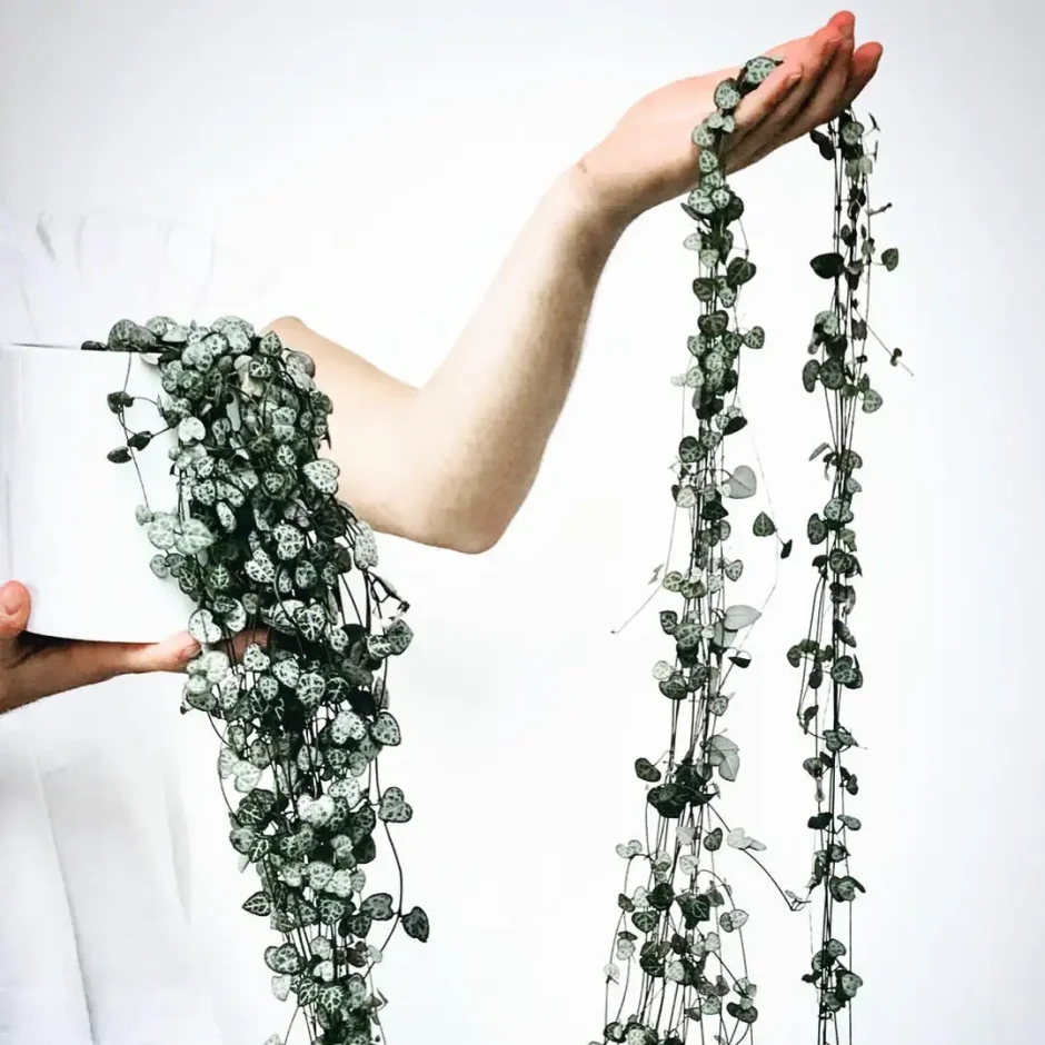 Растения Эстетика