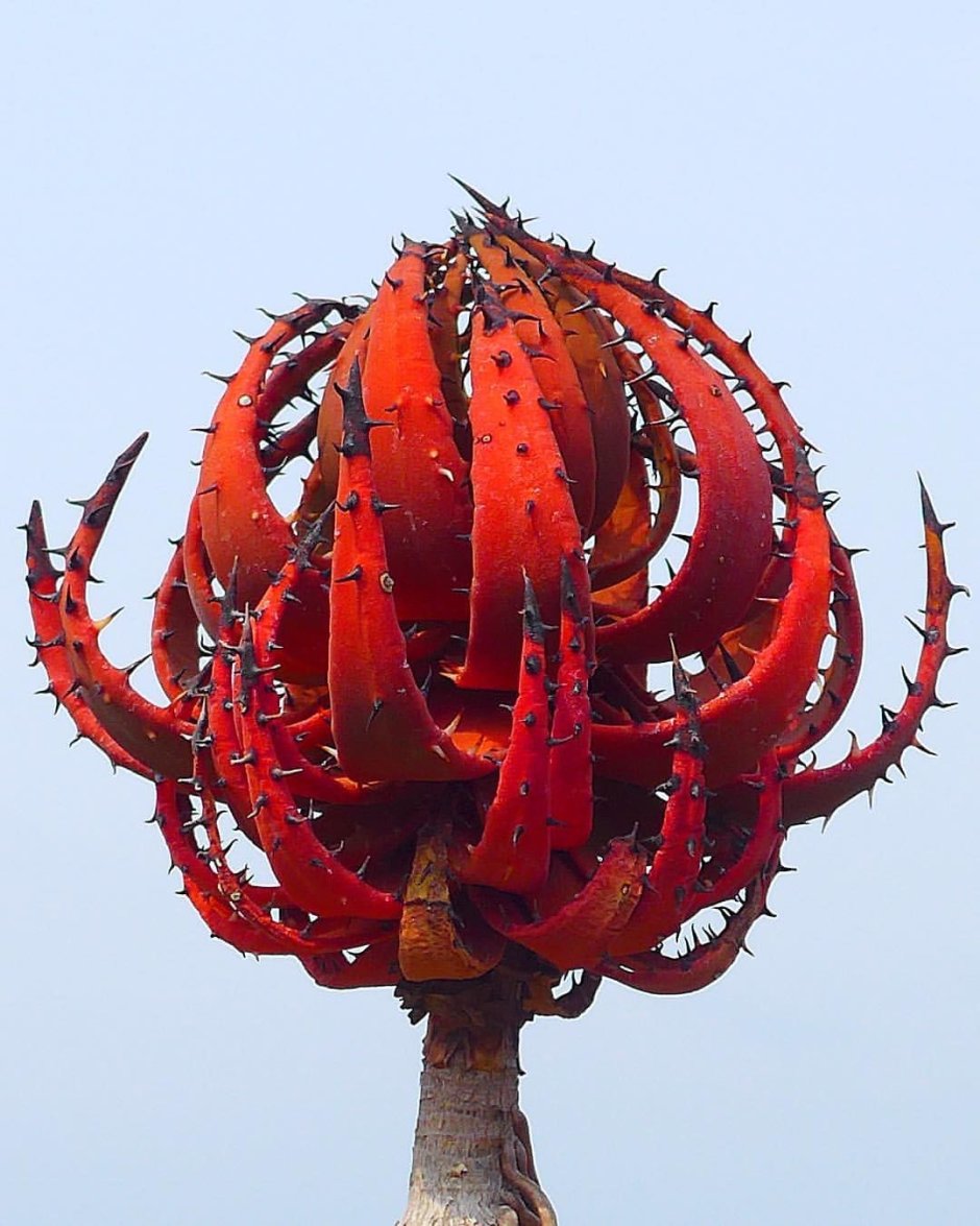 Киура растение