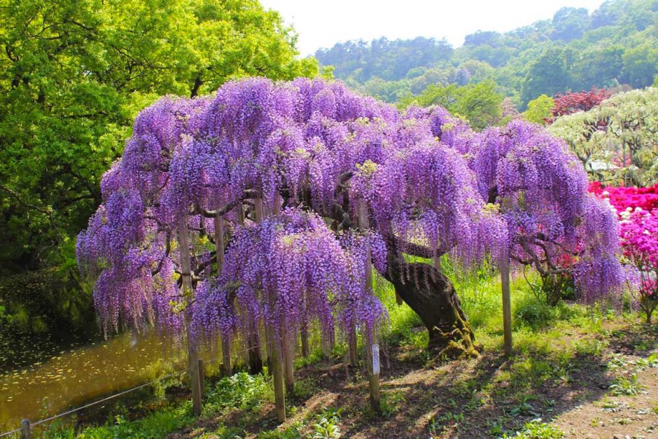 Глициния Вистерия японская