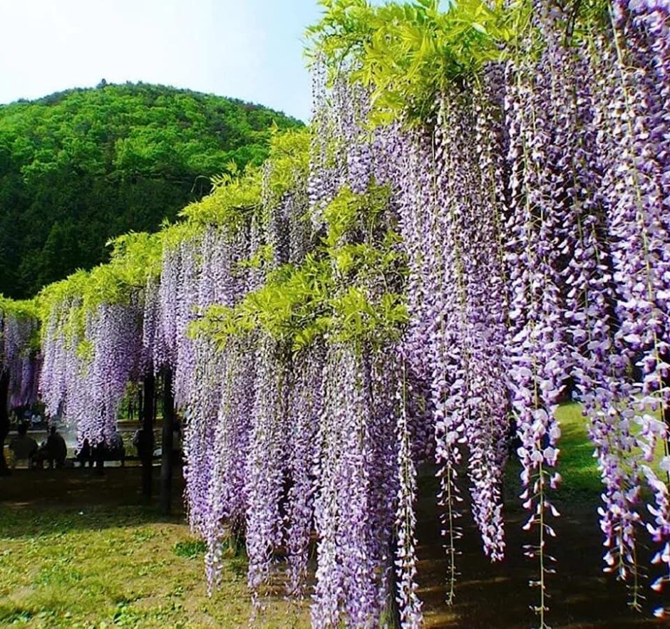 Ликорис Лучистый цветок