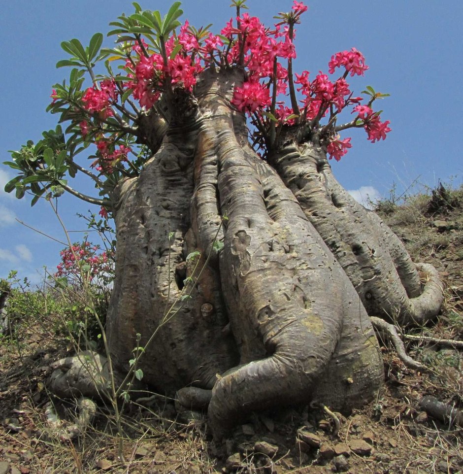 Флокс шиловидный в Японии