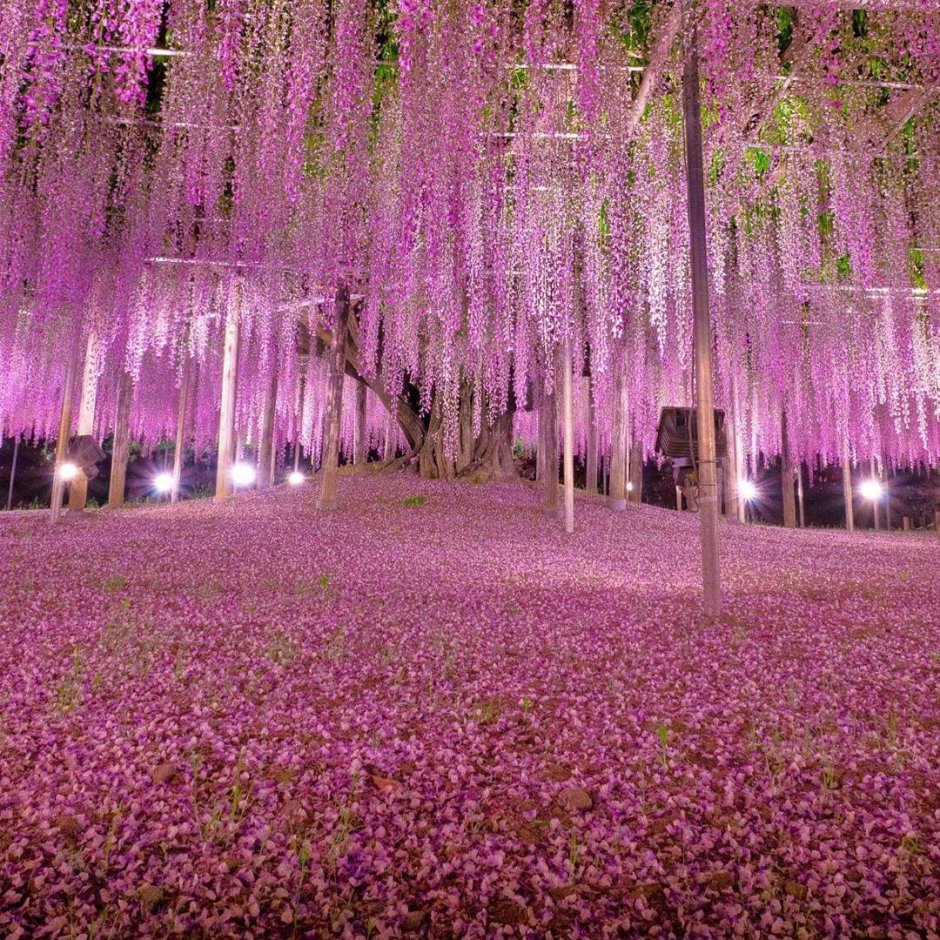 Вистерия китайская Глициния