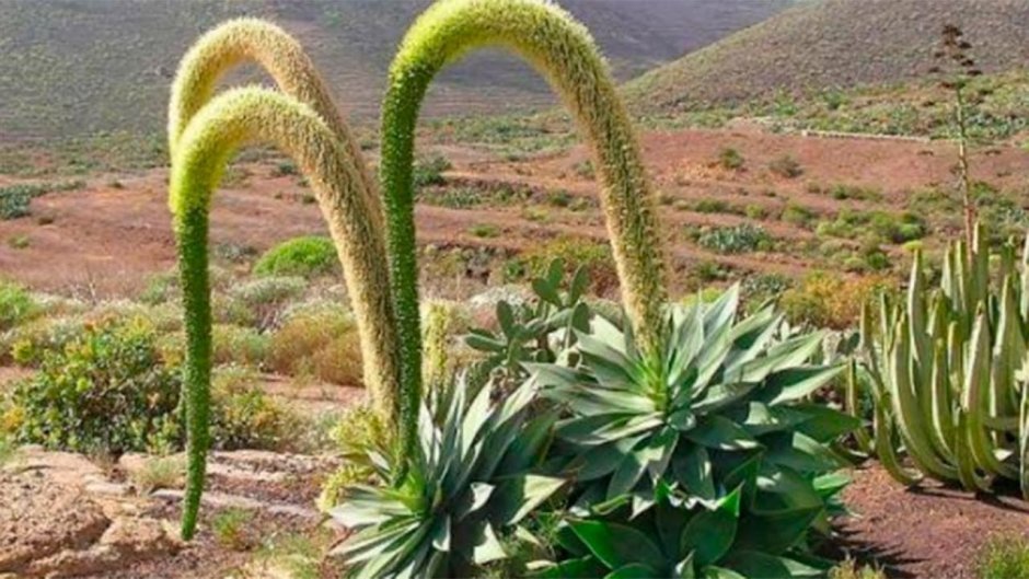 Байкал багульник цветет